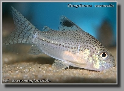  Corydoras acrensis