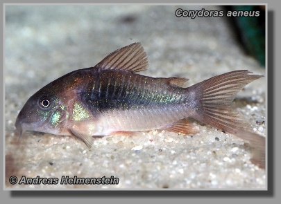 Corydoras aeneus Corydoras aeneus