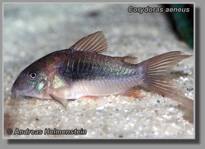  Corydoras aeneus