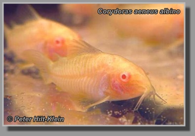 Corydoras aeneus