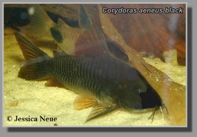 Corydoras aeneus