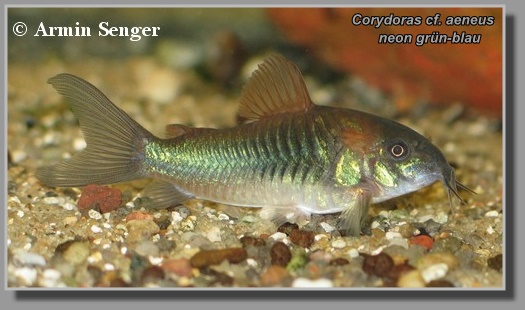 Corydoras aeneus