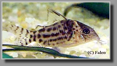 Corydoras ambiacus Corydoras ambiacus