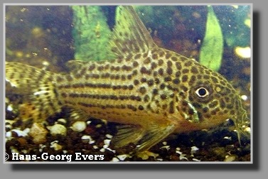  Corydoras araguaiaensis