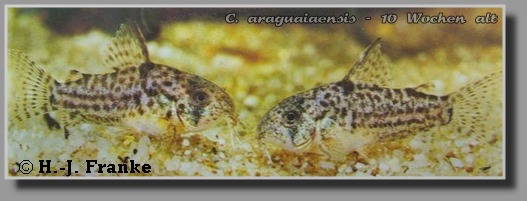 Corydoras araguaiaensis