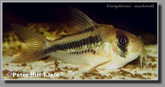 Corydoras axelrodi