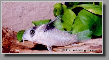  Corydoras bicolor