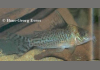 Corydoras C010