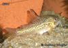 Corydoras C014