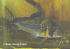 Corydoras C016