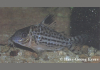 Corydoras C018