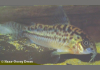 Corydoras C019