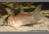 Corydoras C021