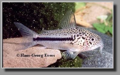  Corydoras coppenamensis