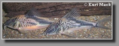  Corydoras coriatae