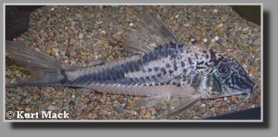  Corydoras coriatae
