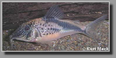 Corydoras coriatae Corydoras coriatae
