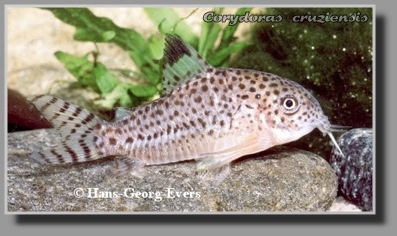  Corydoras cruziensis