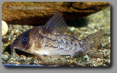  Corydoras CW004