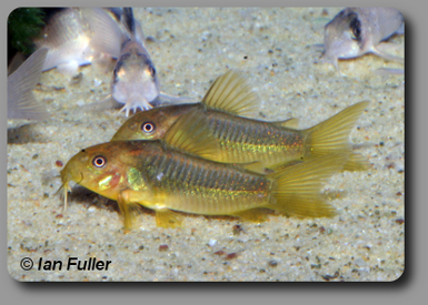 Corydoras CW010