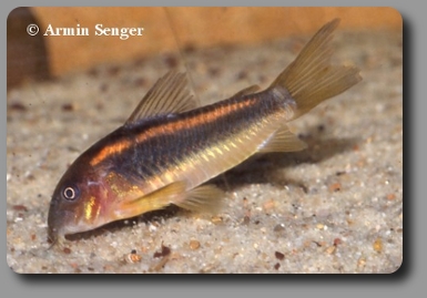  Corydoras CW014
