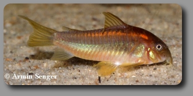 Corydoras CW014