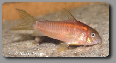 Corydoras CW014