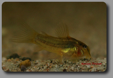 Corydoras CW014 Jungtier