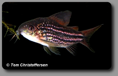 Corydoras CW018