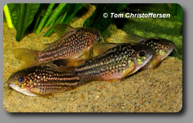 Corydoras CW018