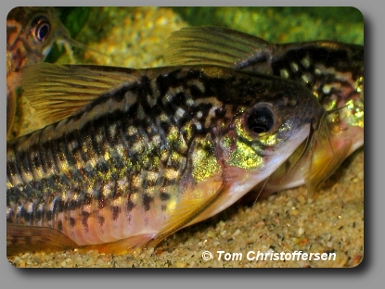 Corydoras CW018