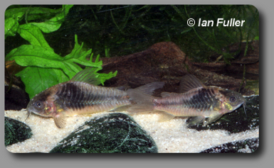  Corydoras CW019