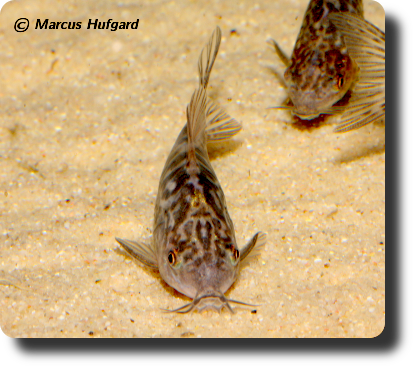 Corydoras CW022