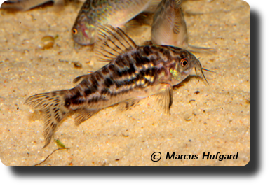 Corydoras CW022