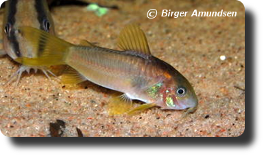 Corydoras CW023