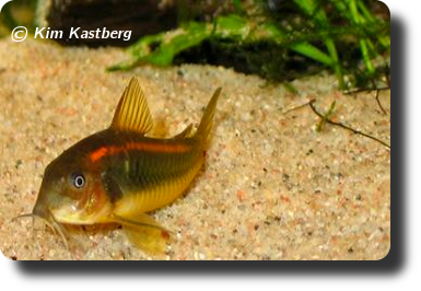 Corydoras CW023