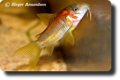  Corydoras CW023