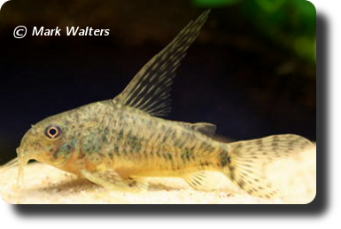  Corydoras CW024