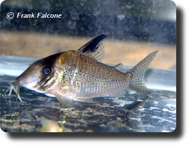 Corydoras CW025