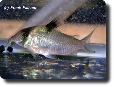 Corydoras CW025