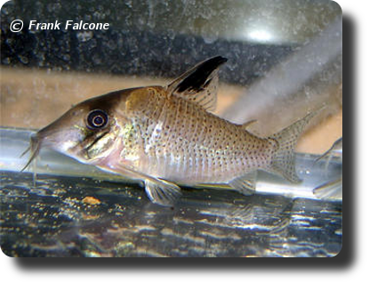  Corydoras CW025