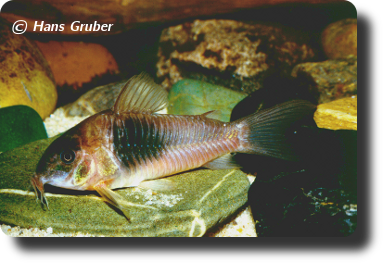  Corydoras CW026