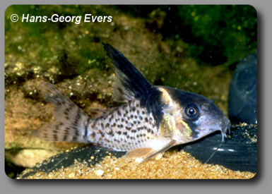  Corydoras CW027