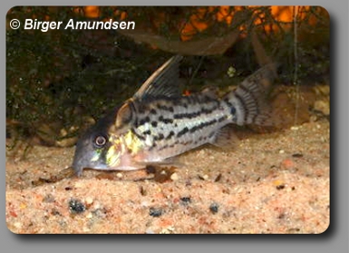 Corydoras CW028