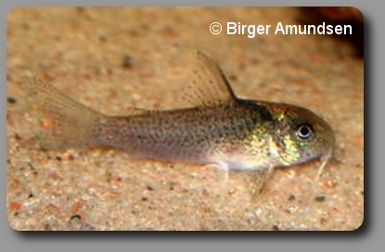  Corydoras CW030