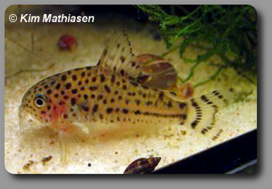  Corydoras CW032