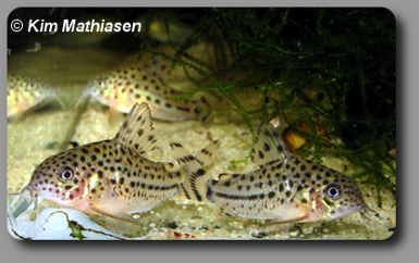 Corydoras CW032