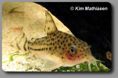 Corydoras CW032