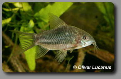  Corydoras CW033