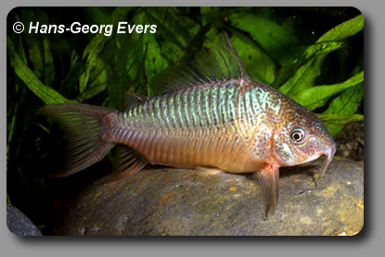  Corydoras CW034